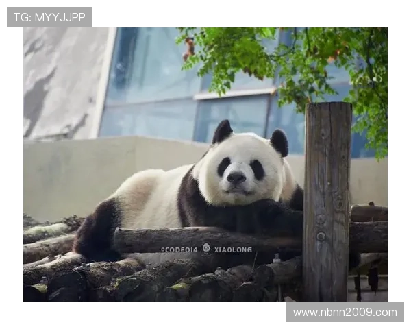 亚运会熊猫玩偶(亚运会大熊猫)世界杯体育论坛 亚运会熊猫玩偶(亚运会大熊猫)世界杯体育论坛